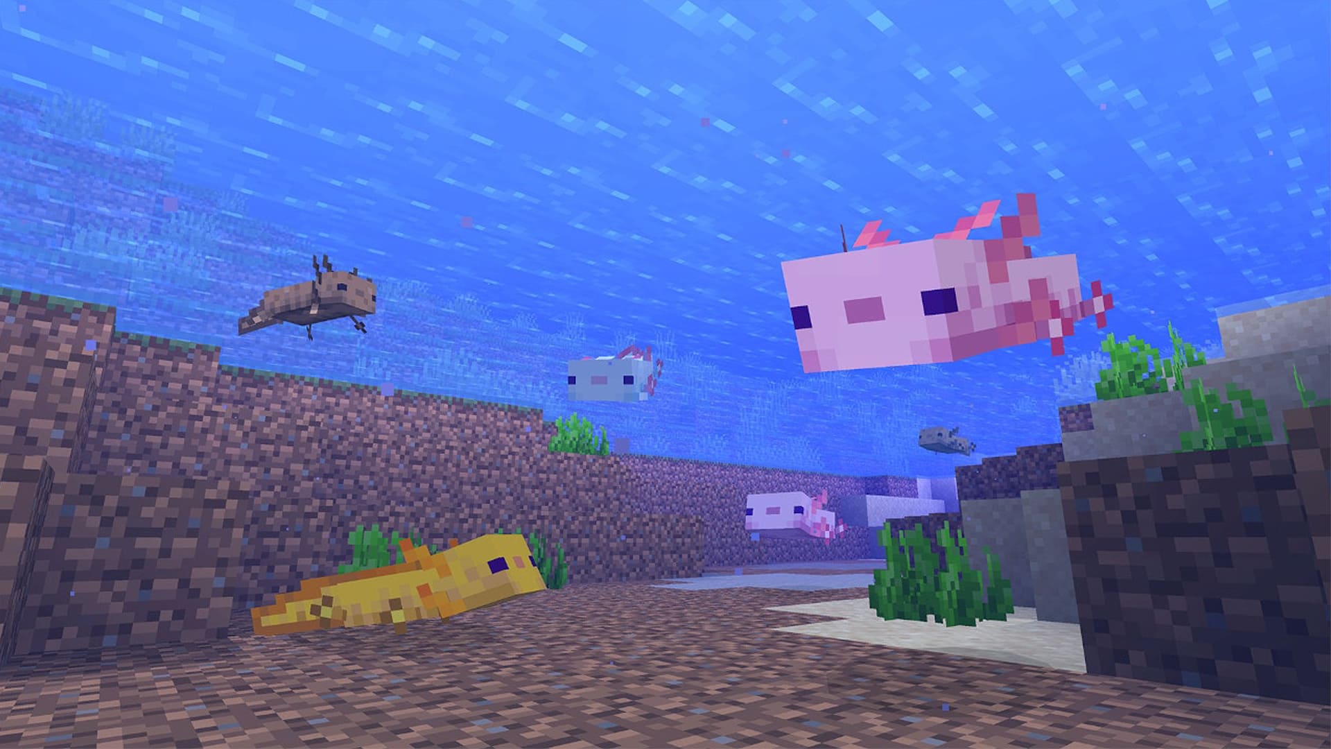 Axolotlها در آپدیت 1.18 بازی ماینکرافت ماینکرفت  تنها در غارهای سرسبز یافت خواهند شد